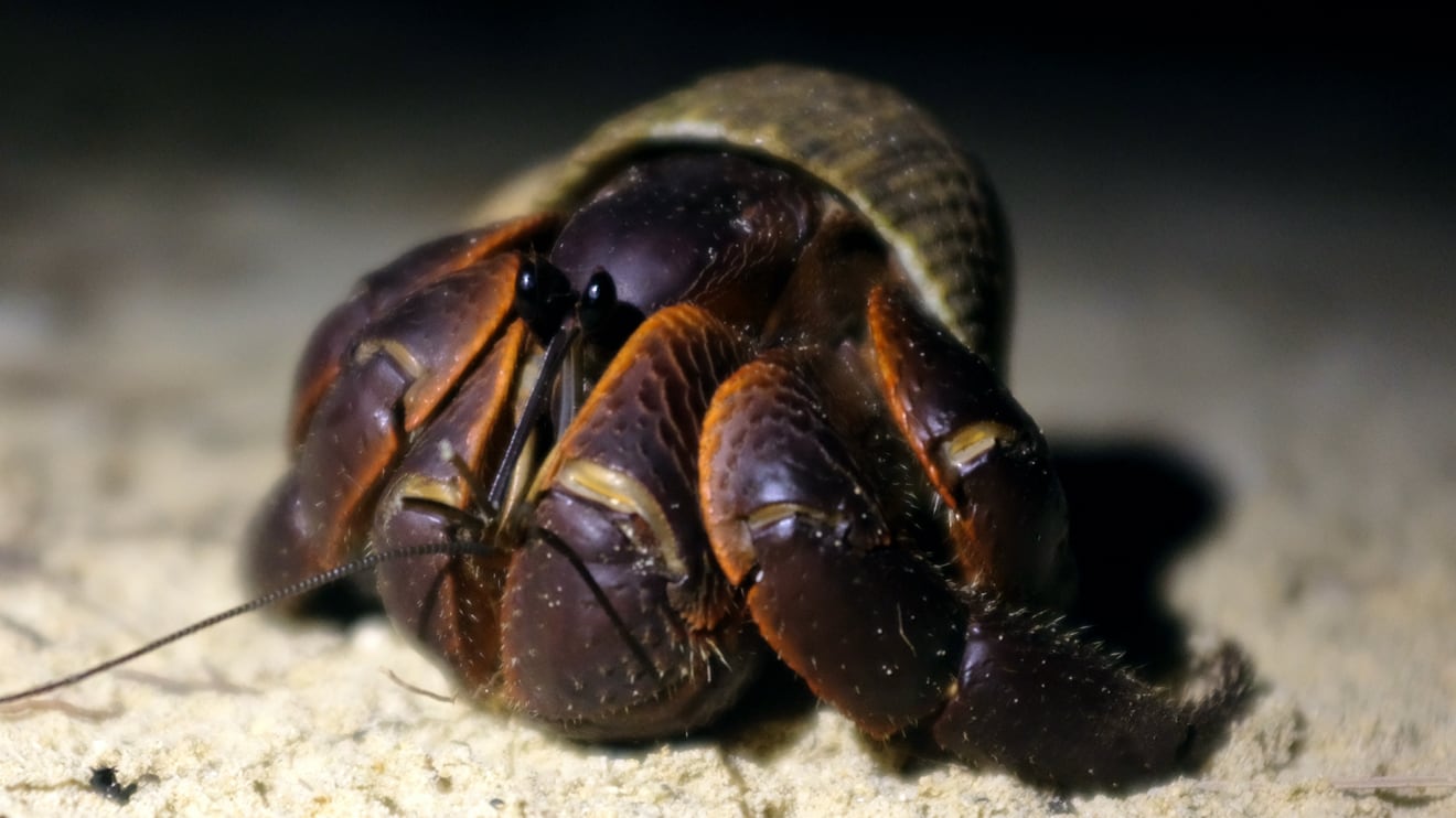 Enormous hermit crab