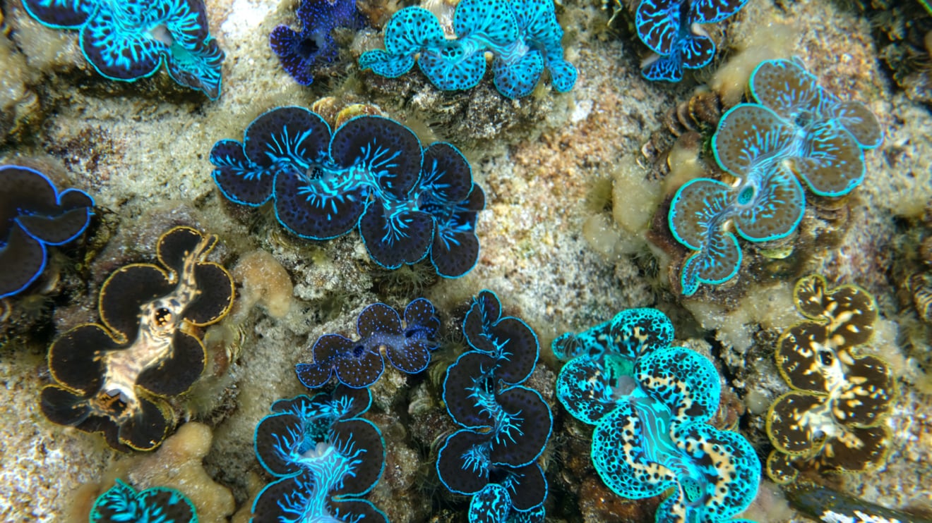 Giant clams