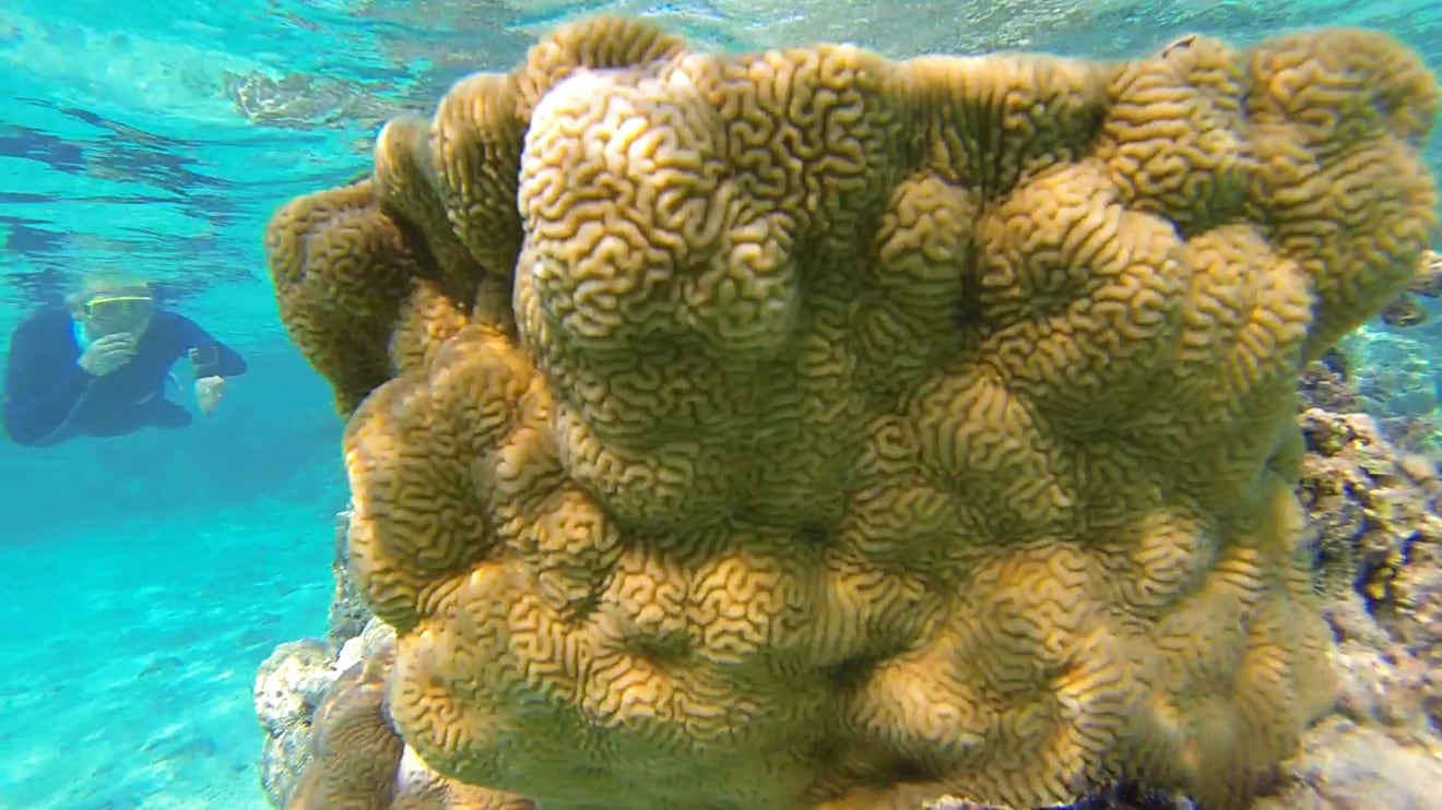 Brain coral