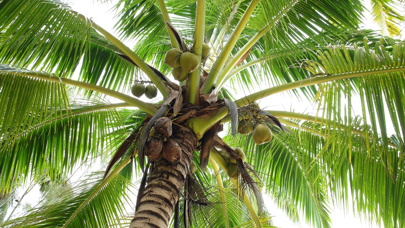 Palm tree with coconuts
