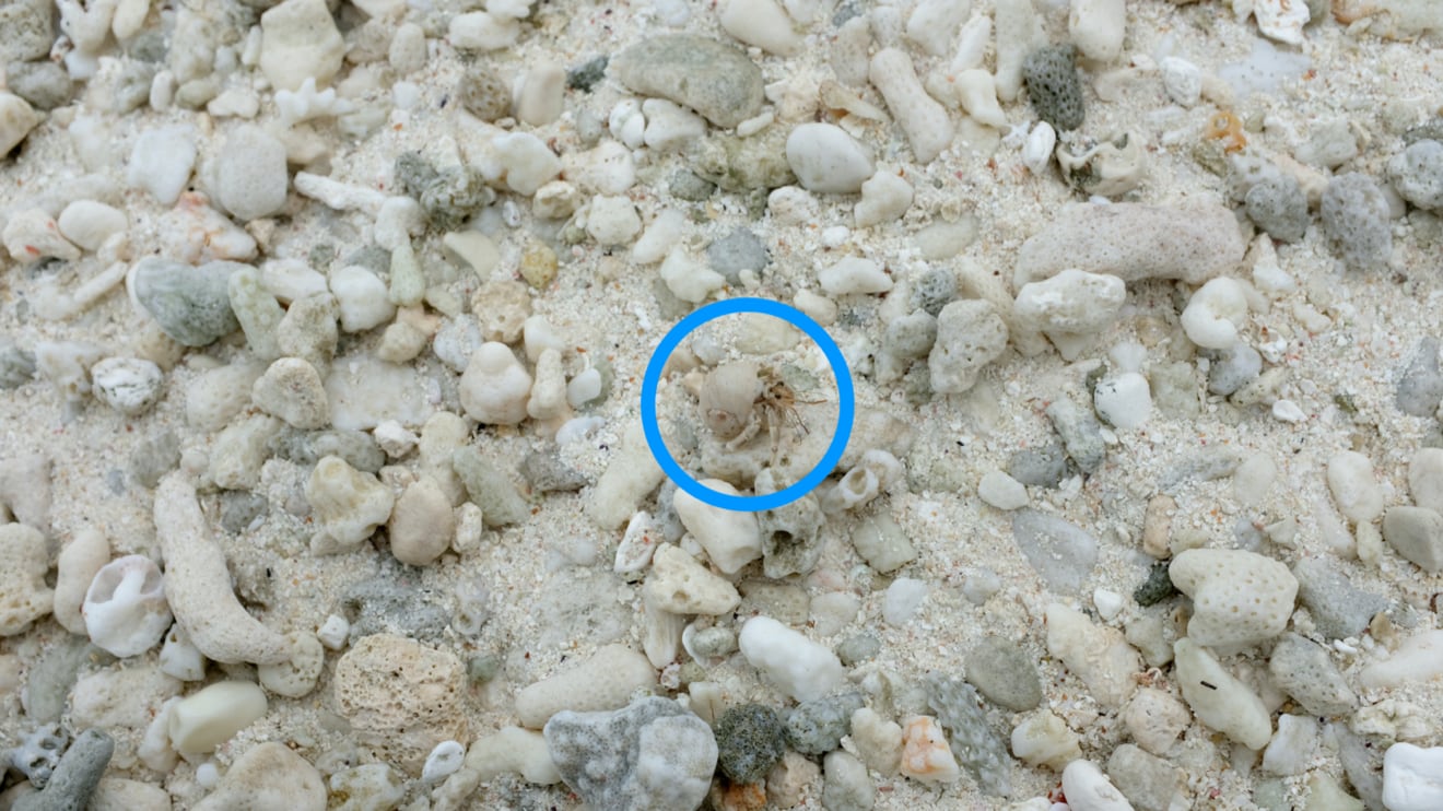 Small hermit crab