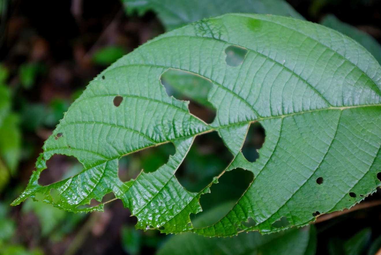 Perforated leaf