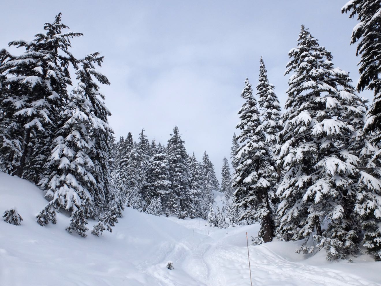 Snowshoe trail