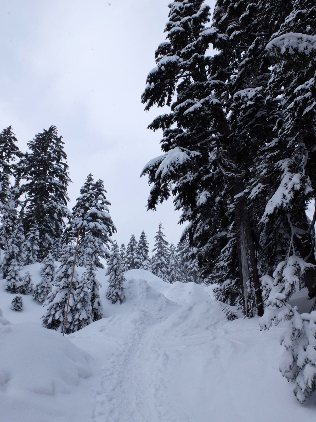 Snowshoe trail